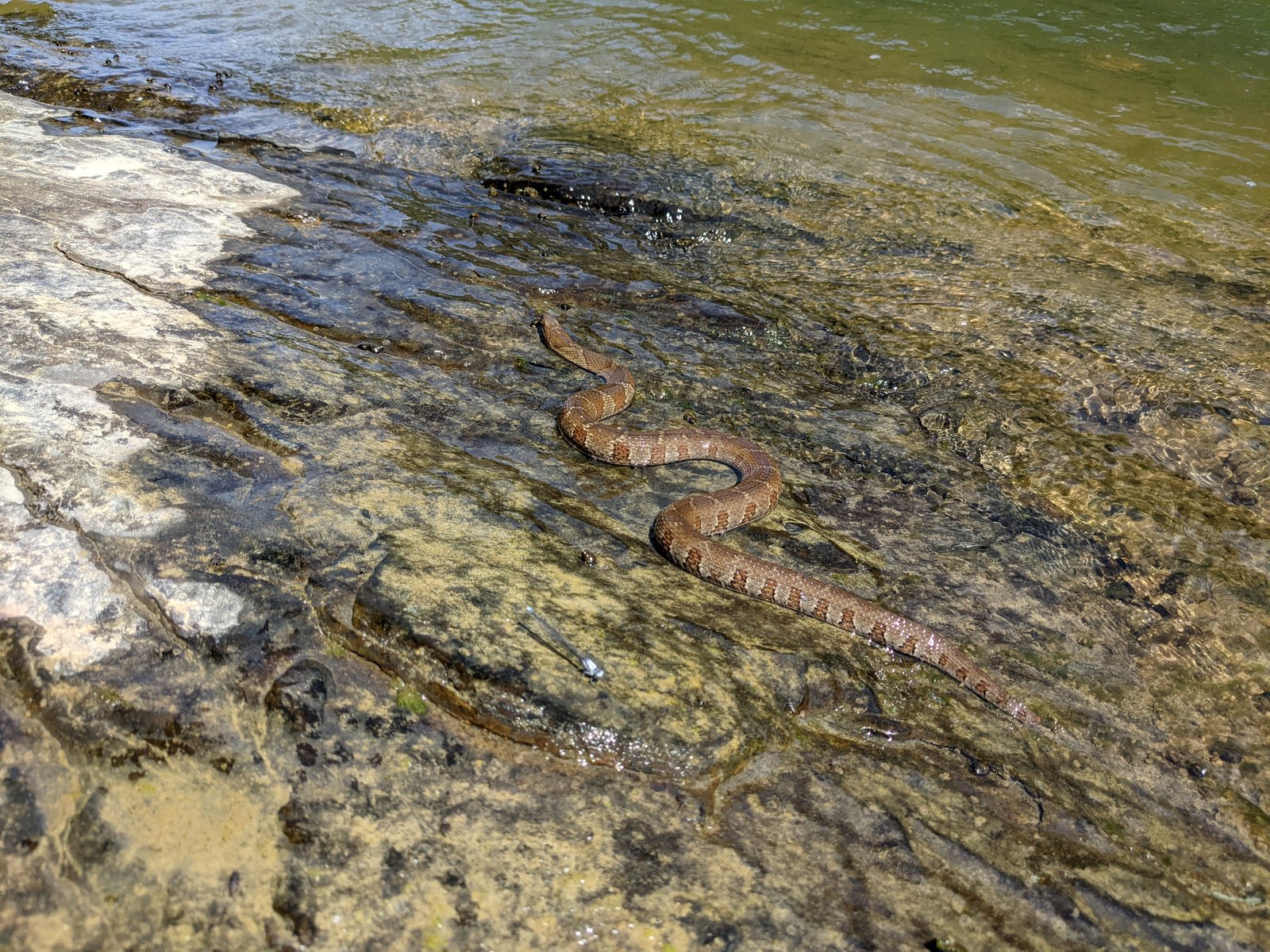 강변 바위에서 마주친 북부물뱀(Northern Water Snake)과 실잠자리